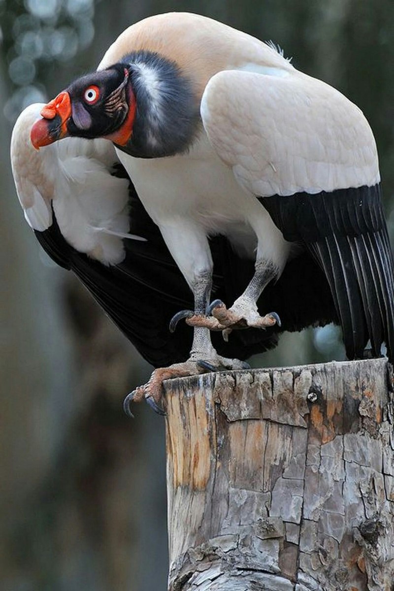 Королевский Стервятник