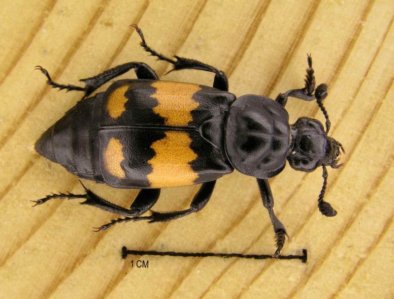 Жук мертвоед Nicrophorus