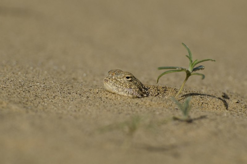 Phrynocephalus theobaldi