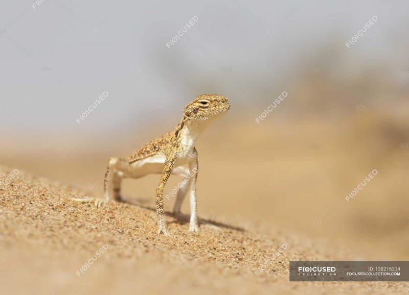 Phrynocephalus arabicus.