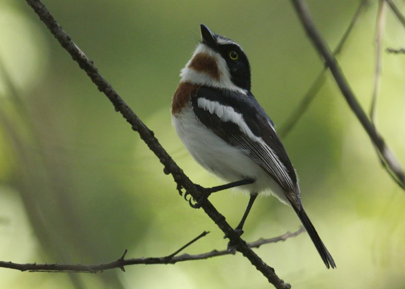 Batis Molitor