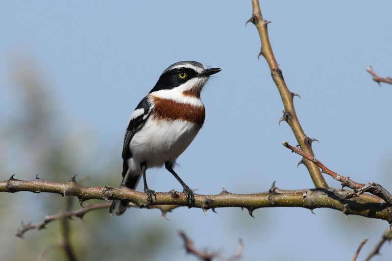 Batis Molitor
