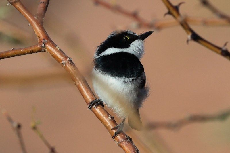 Batis ituriensis