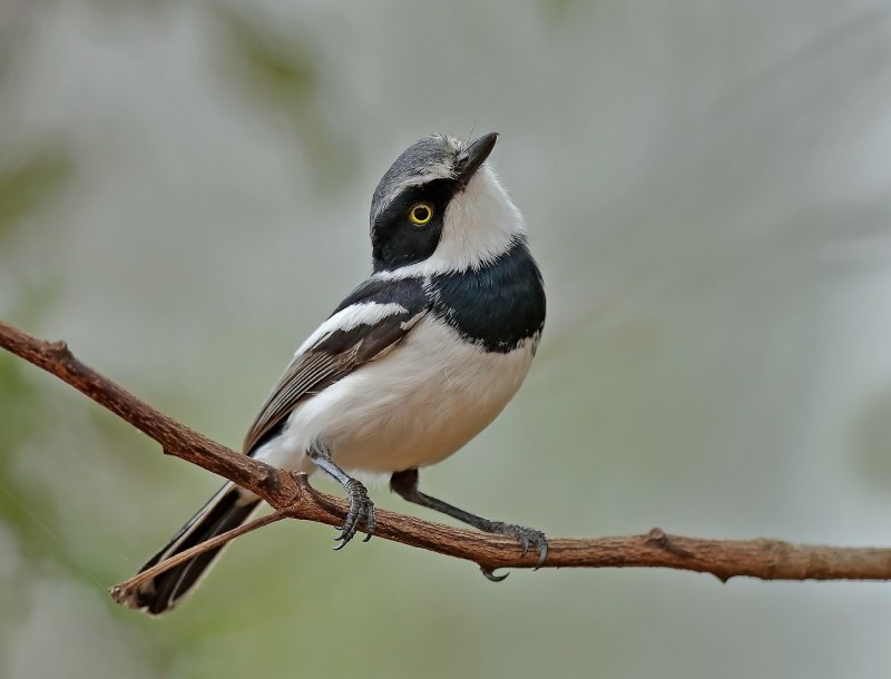 Batis Molitor