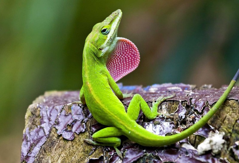 Carolina Anole