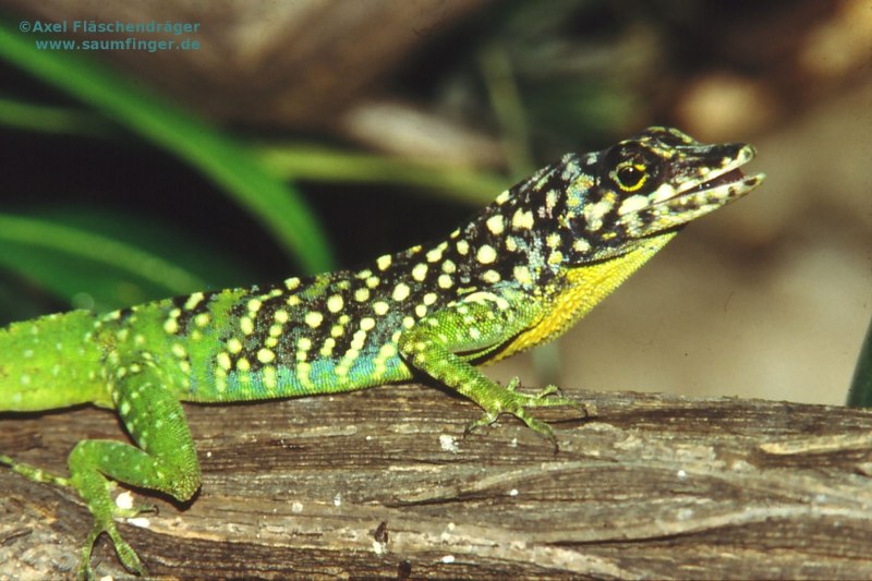 Anolis Roquet