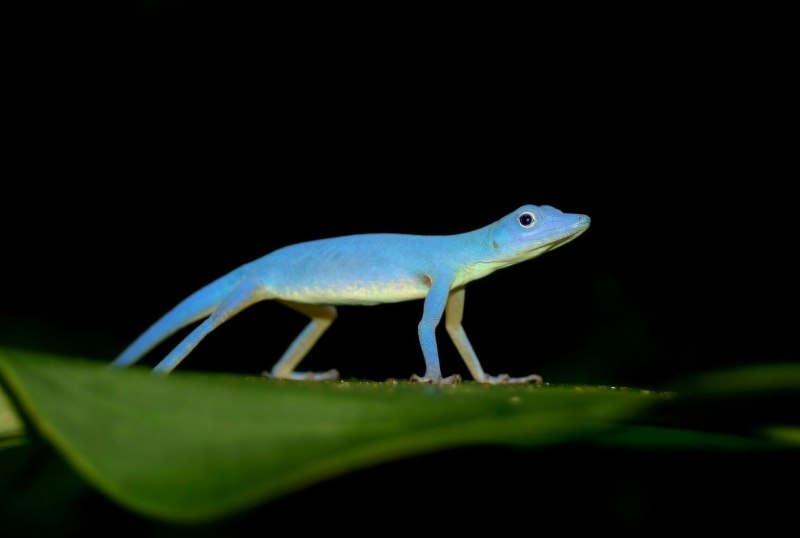 Анолис-Горгона (Anolis gorgonae)