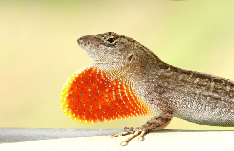 Orange Anolis