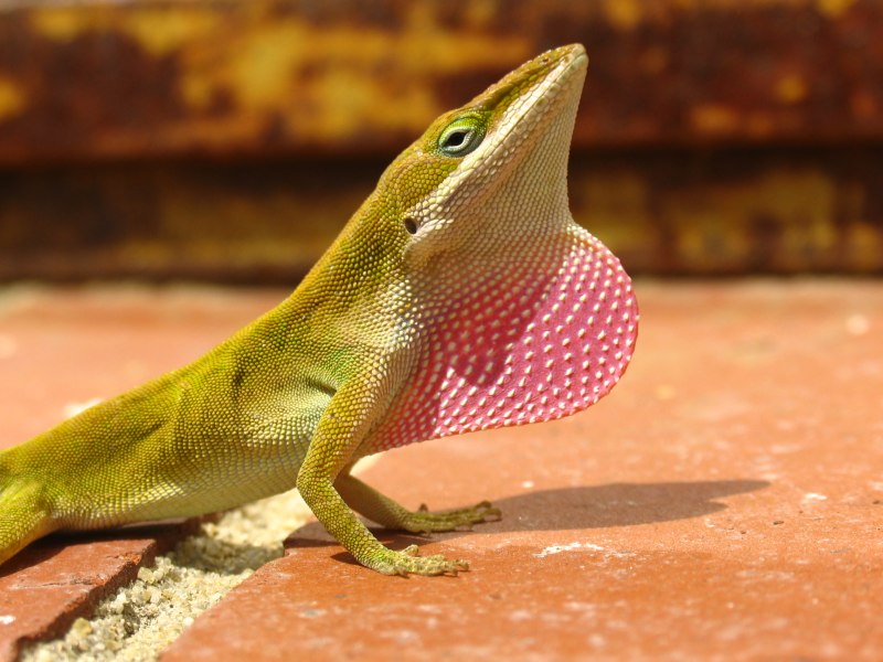 Артикул marques Lizard