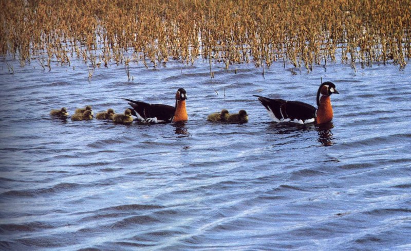 Краснозобая казарка в воде