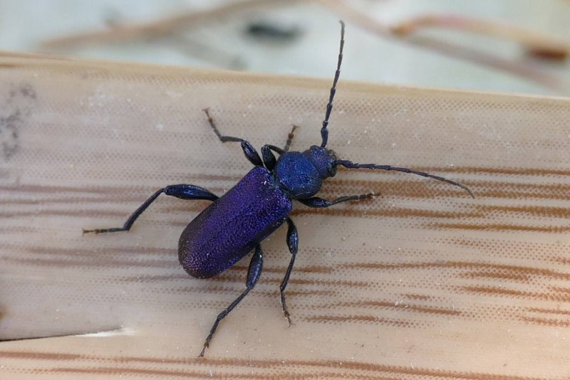 Черный Сосновый усач (Monochamus galloprovincialis oliv.)