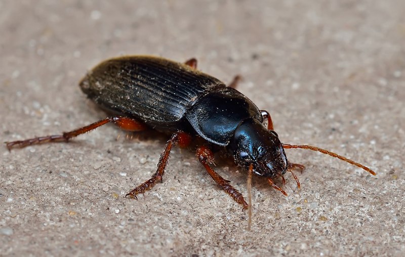 Жужелица Harpalus rufipes