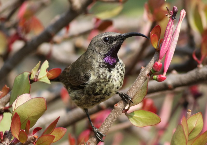 Chalcomitra amethystina