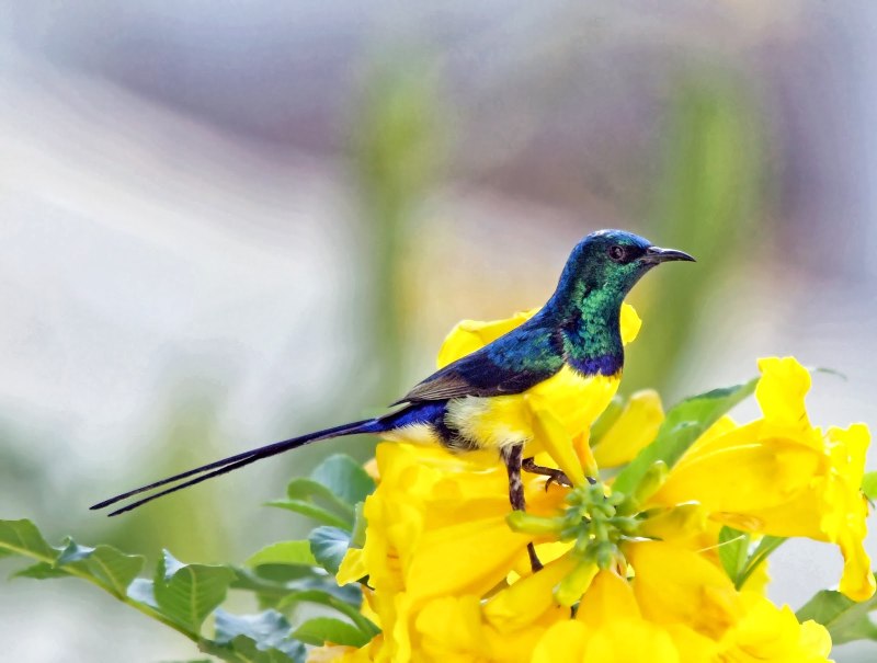 Nile Valley Sunbird
