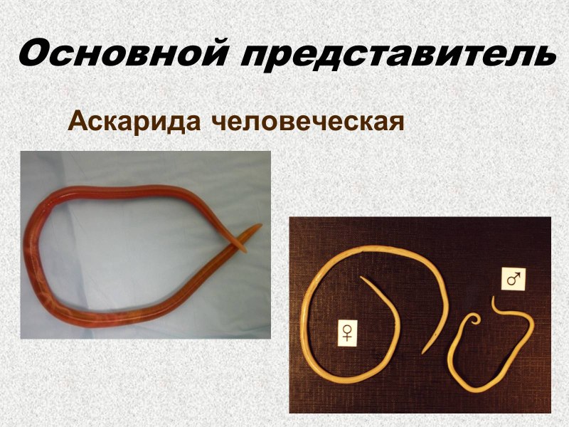 Человеческая аскарида Тип