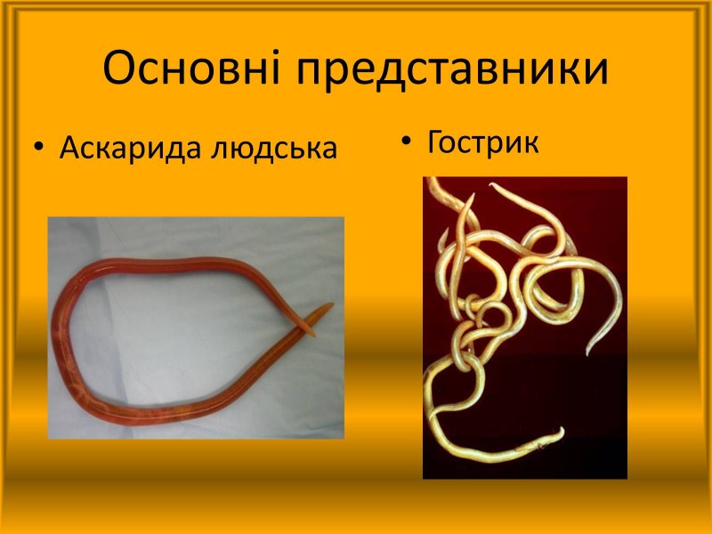 Симметрия круглого червя