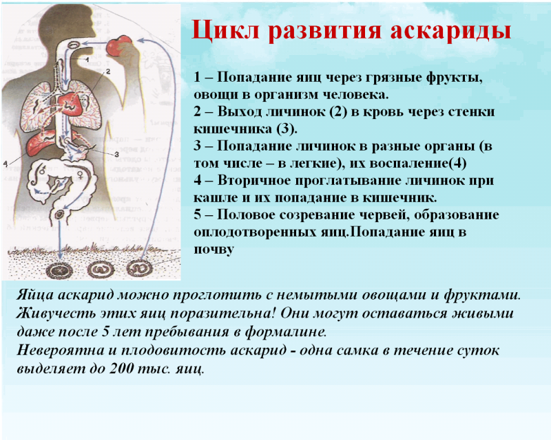 Этапов цикла развития человеческой аскариды