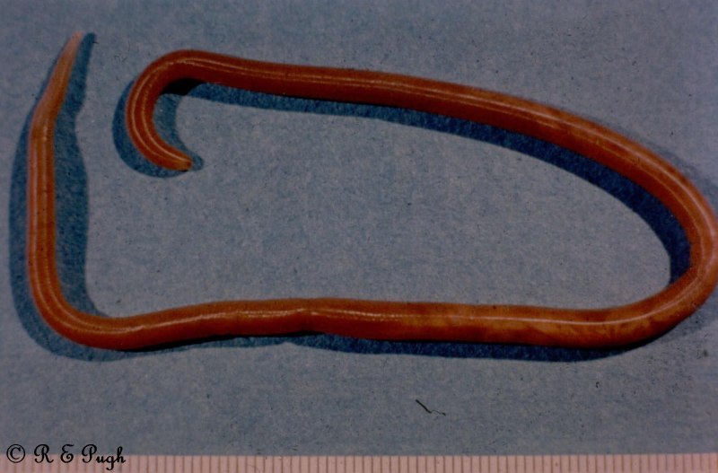 Круглый гельминт Ascaris lumbricoides