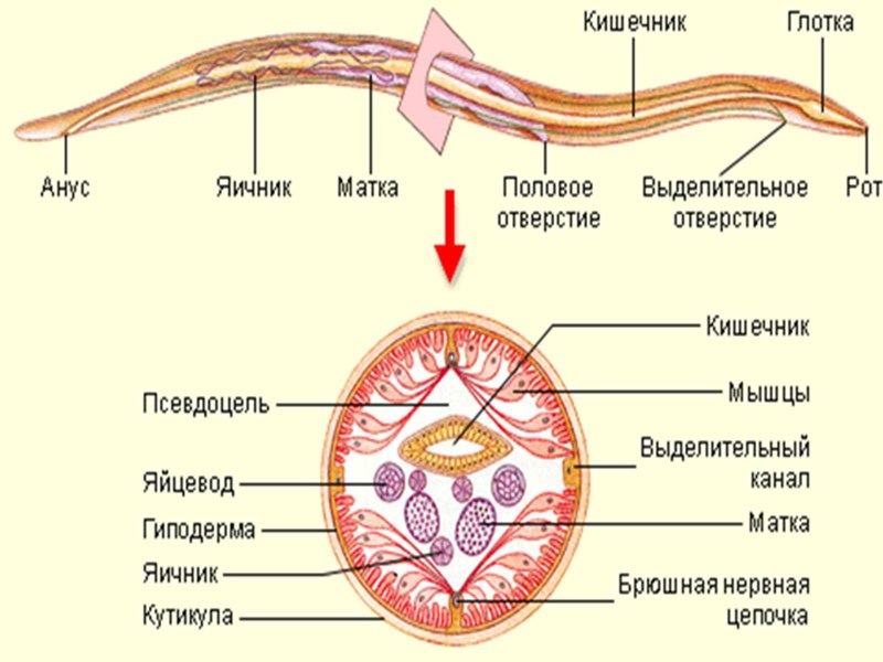 Червь аскарида строение