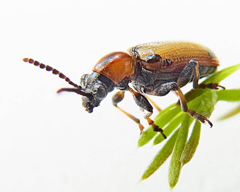 Crioceris
