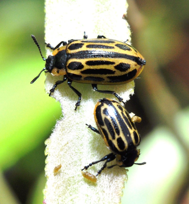 Beetle Mango