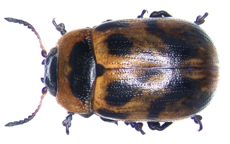 Gonioctena viminalis