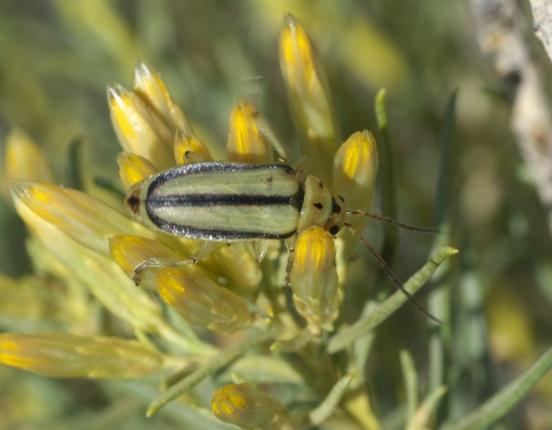 Trirhabda flavolimbata