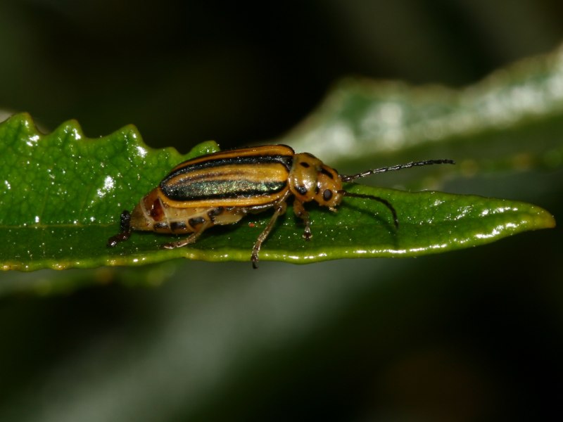 Trirhabda flavolimbata