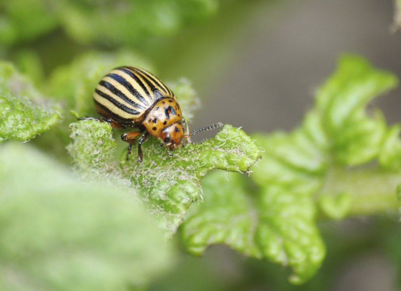 Colorado Bug
