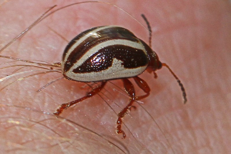 Zygogramma suturalis