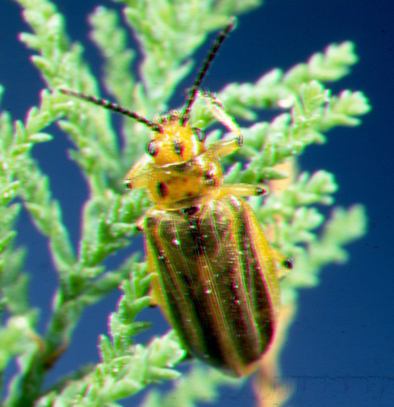 Diorhabda elongata