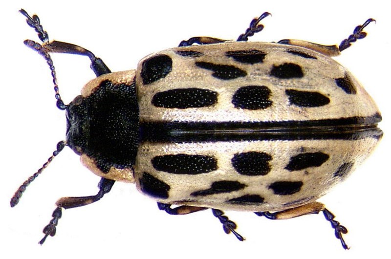 Chrysomela vigintipunctata