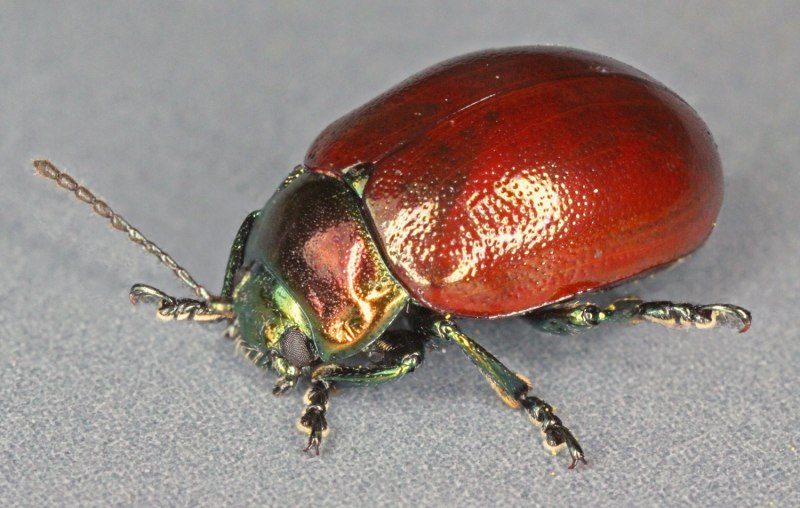 Chrysolina laevigata