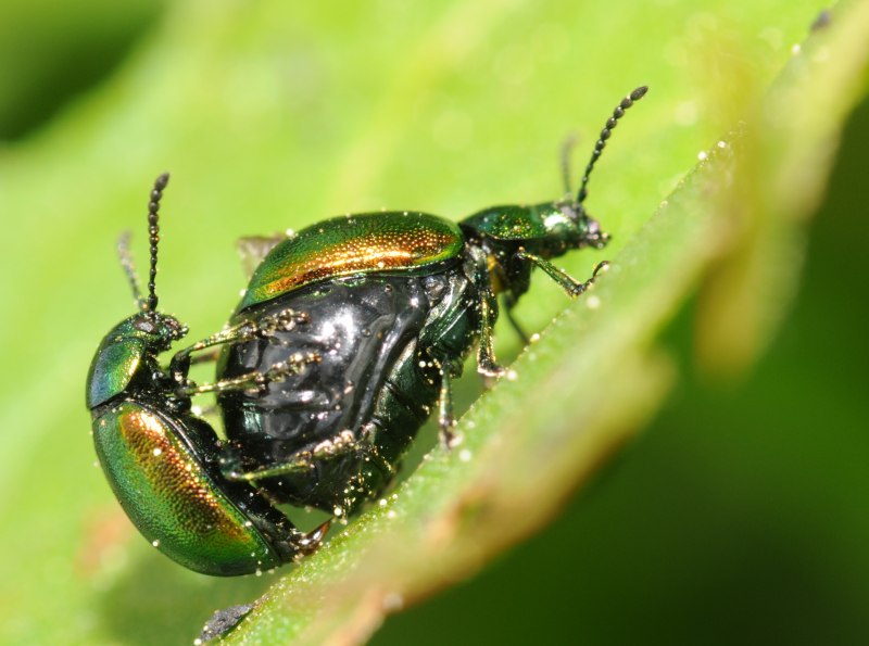 Gastrophysa viridula