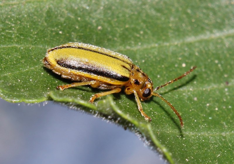Xanthogaleruca luteola