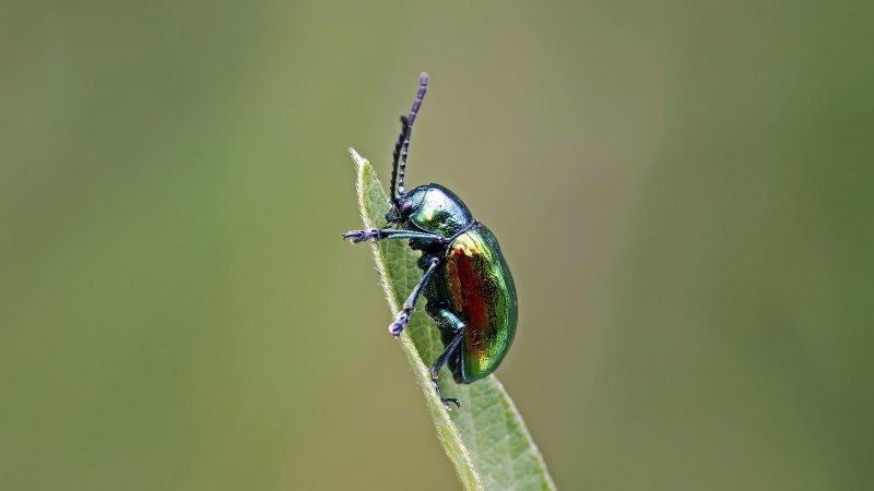 Dogbane Leaf Beetle – Жук-Листоед, Chrysochus auratus