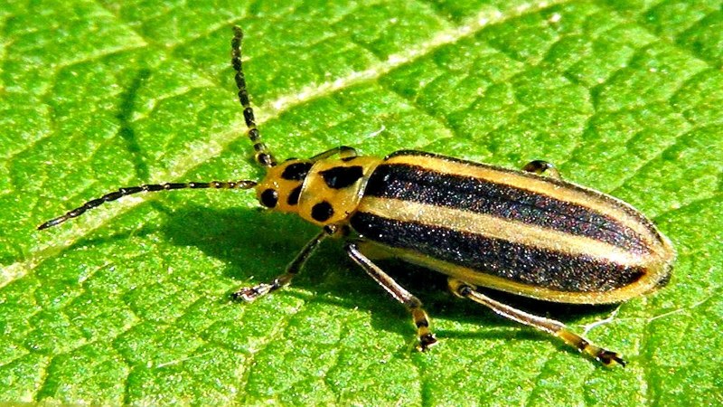 Trirhabda virgata