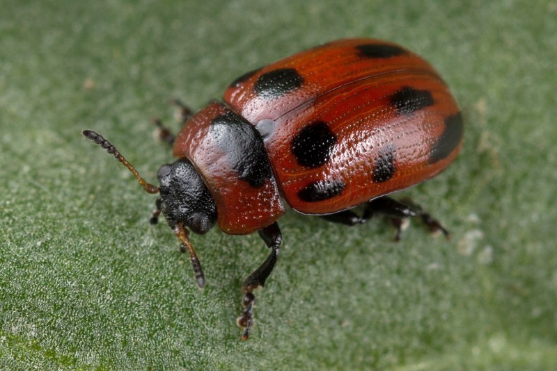 Gonioctena viminalis