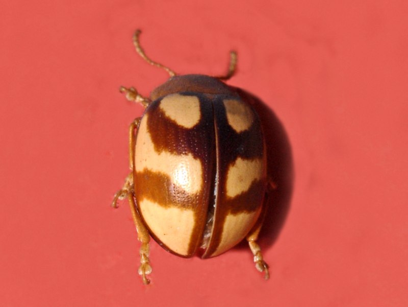 Platyphora haroldi