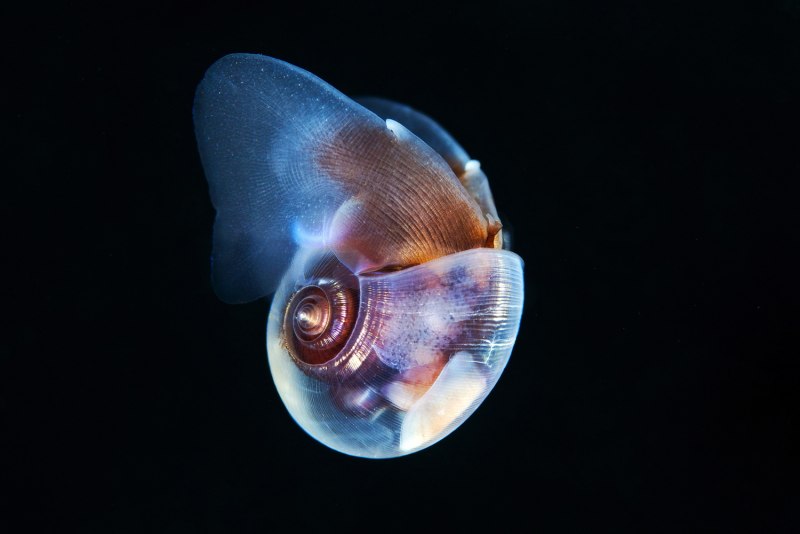 Limacina моллюск