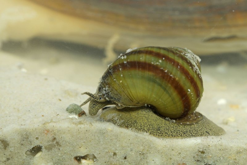 ЖИВОРОДКА Речная viviparus viviparus