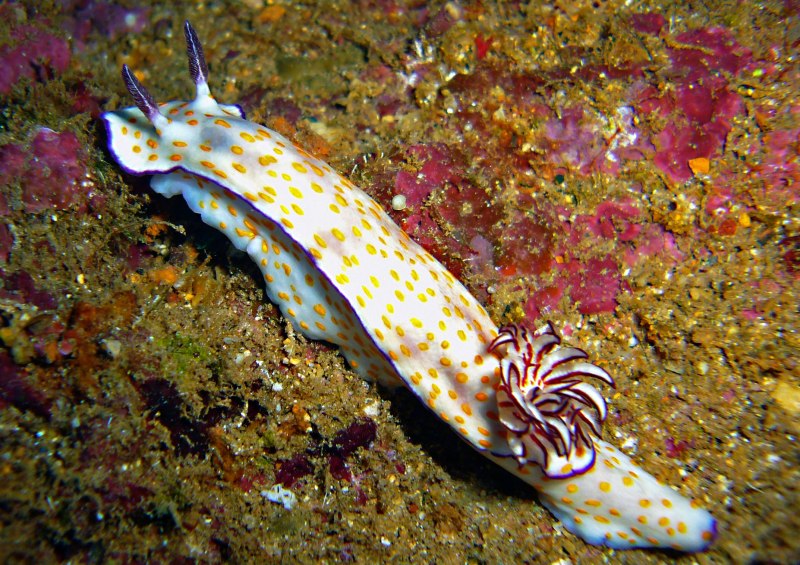 Морские голожаберные улитки