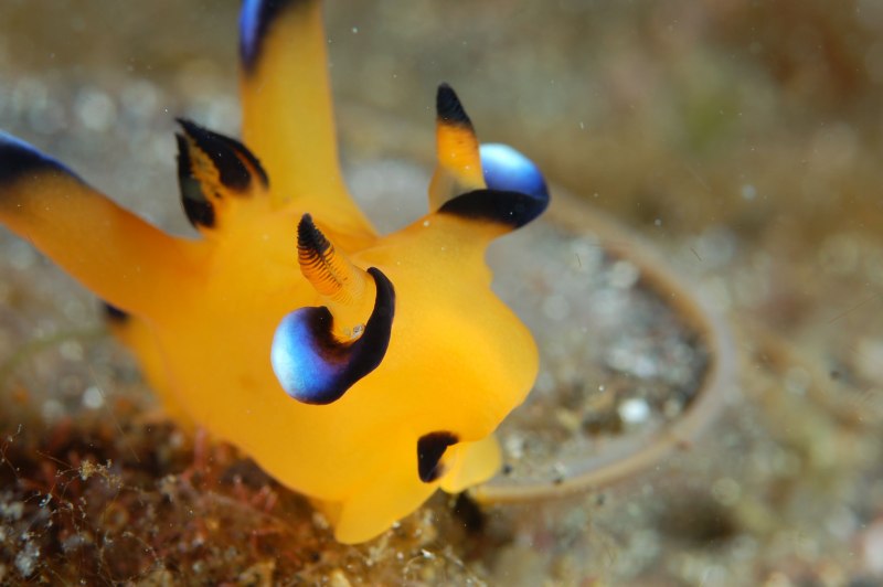 Salt Water Sea Slug