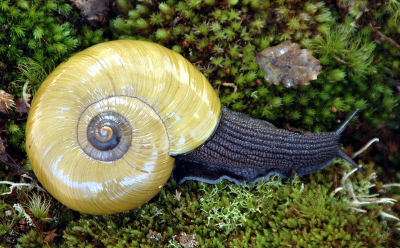 Плотоядная улитка Powelliphanta