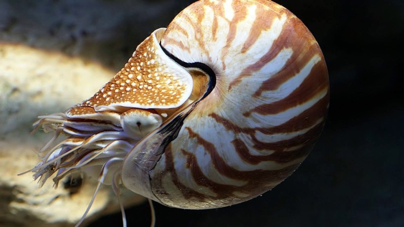 Allonautilus scrobiculatus