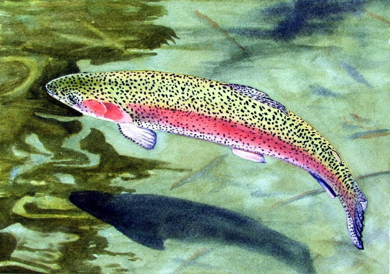 Rainbow Trout