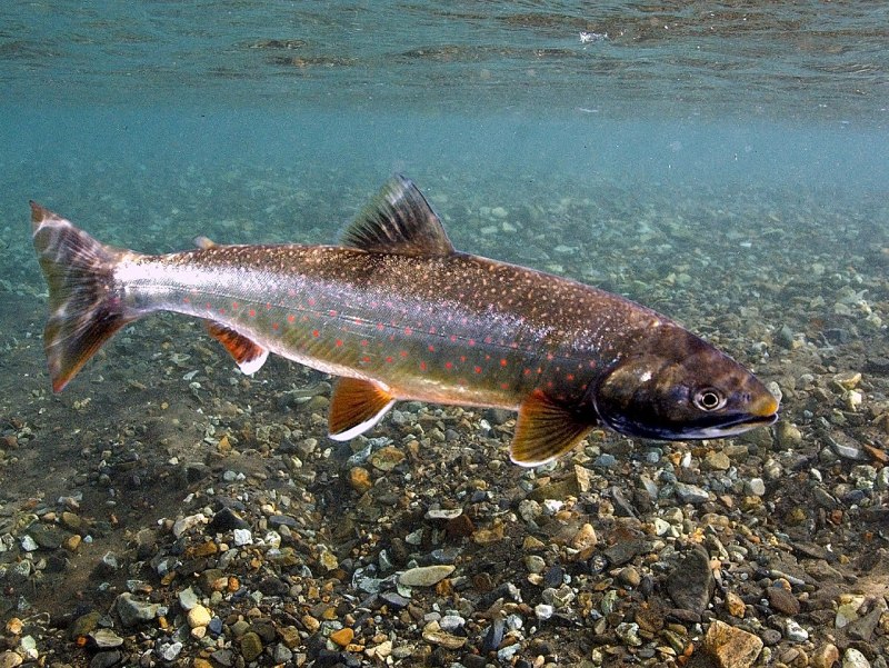 Арктический голец Salvelinus Alpinus