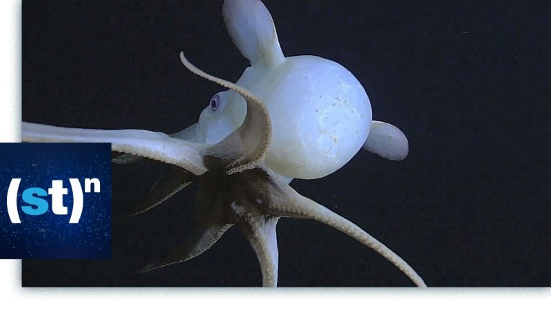 Grimpoteuthis bathynectes
