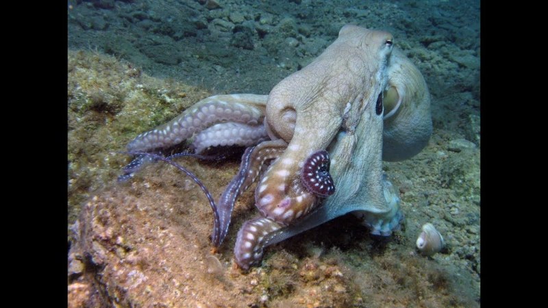 Осьминоги красного моря
