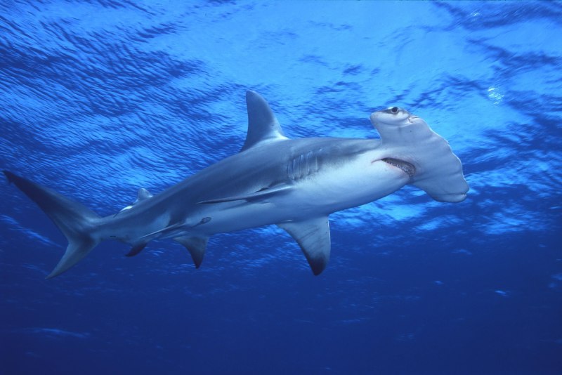 Sphyrna mokarran